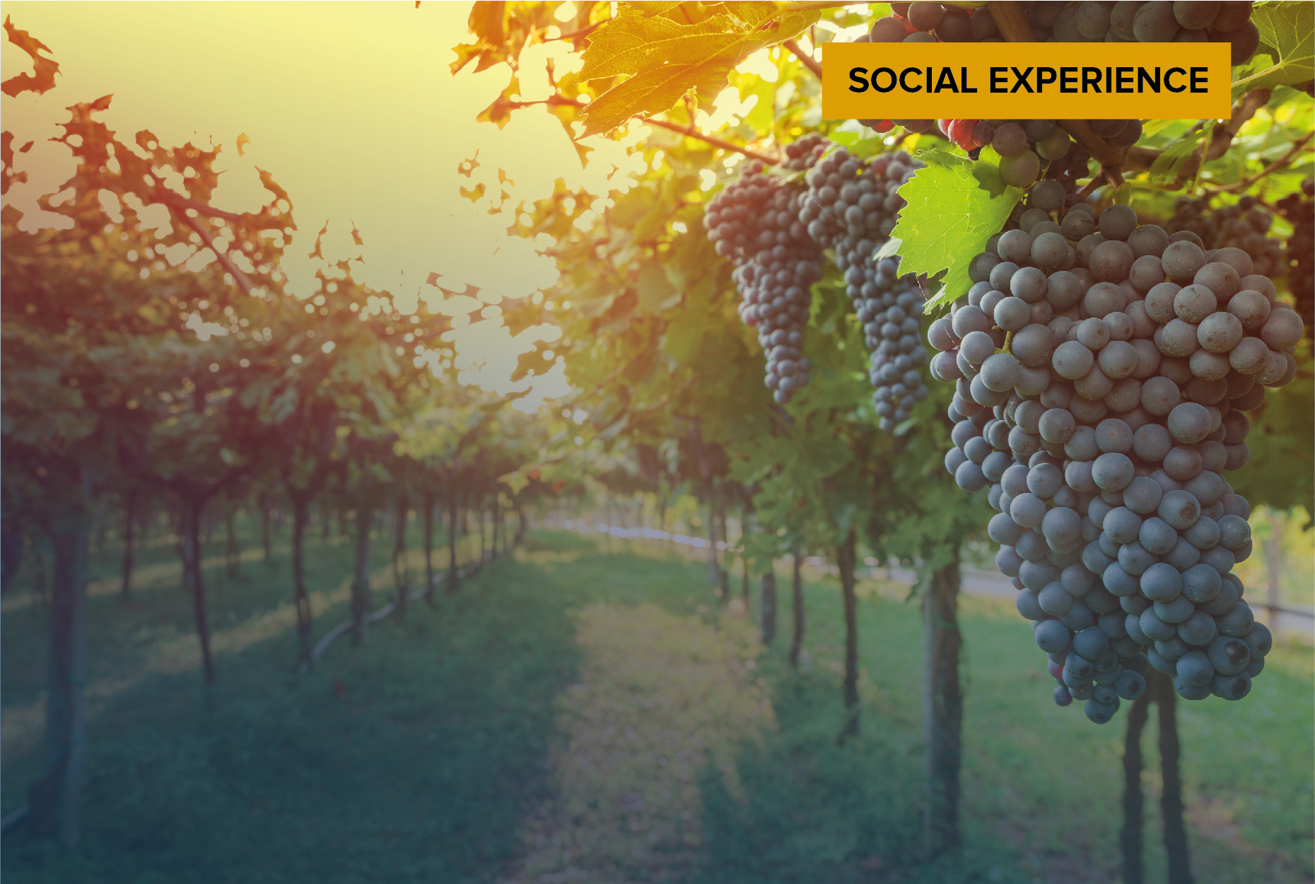 Wine Society - South Africa